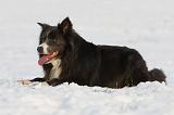 BORDER COLLIE 1178